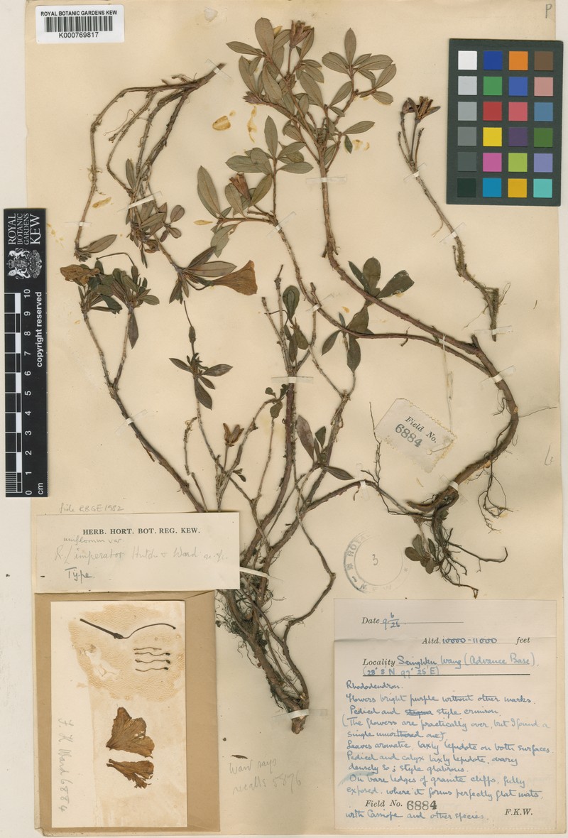 Rhododendron uniflorum
