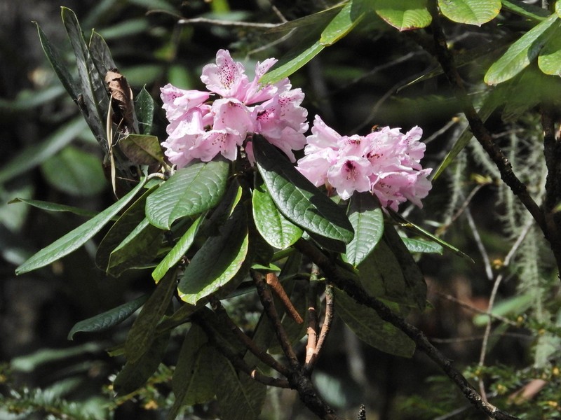 Rhododendron uvariifolium