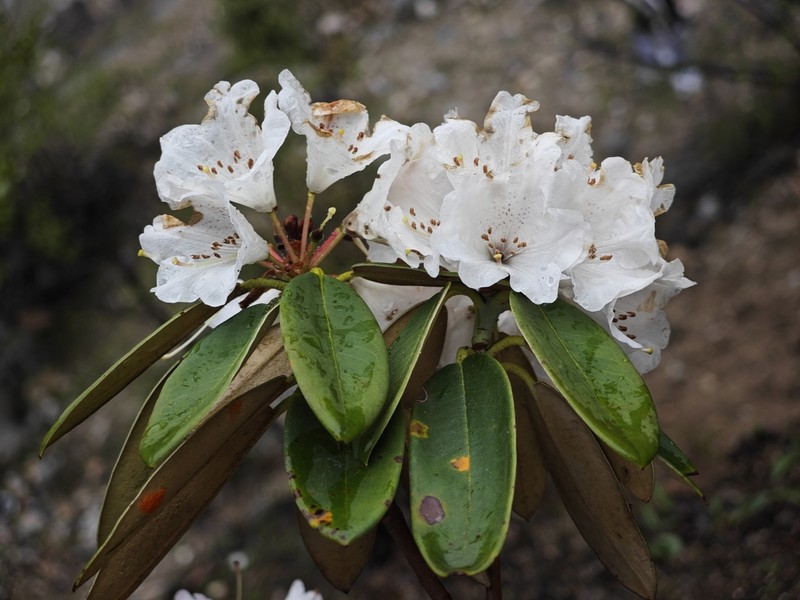 Rhododendron uvariifolium photo 2