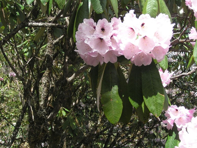 Rhododendron uvariifolium photo 3