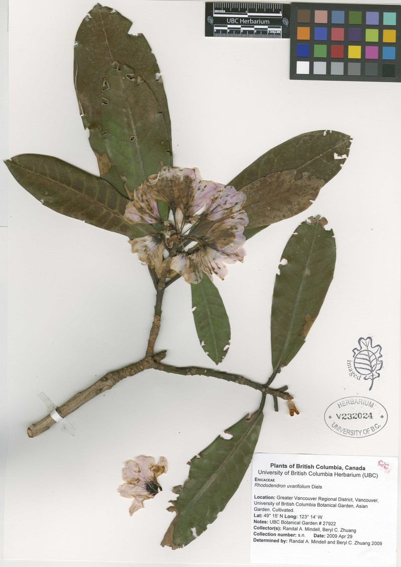 Rhododendron uvariifolium photo 4