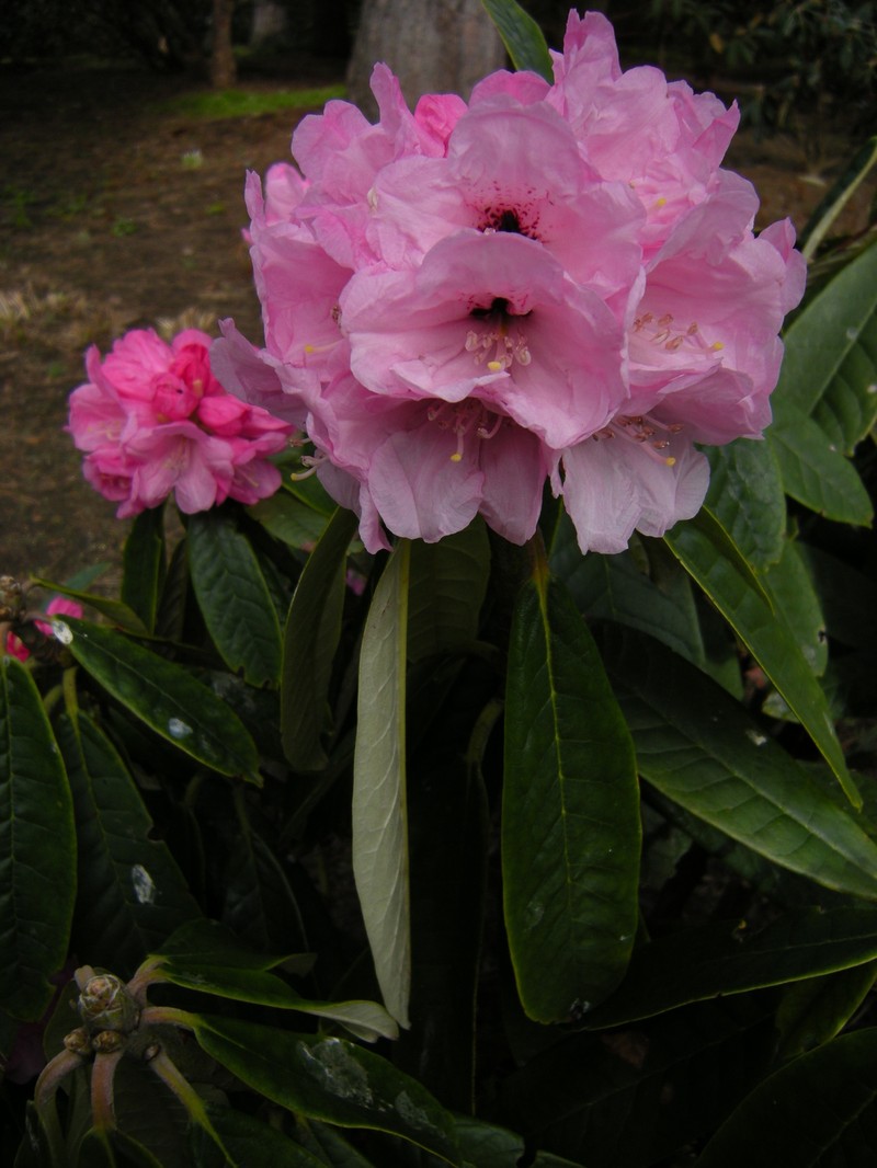 Rhododendron uvariifolium photo 5