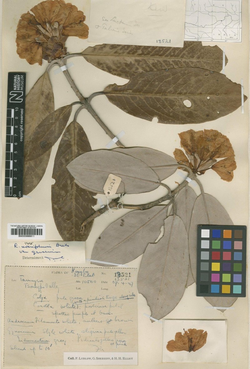 Rhododendron uvariifolium var. griseum