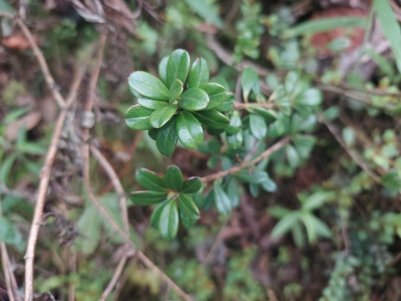 Rhododendron vaccinioides photo 2