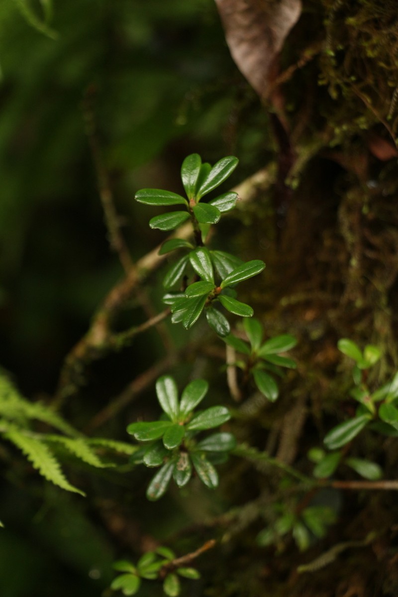 Rhododendron vaccinioides photo 3