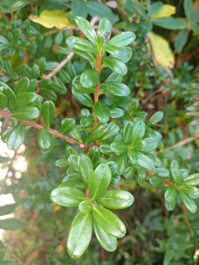 Rhododendron vaccinioides photo 5