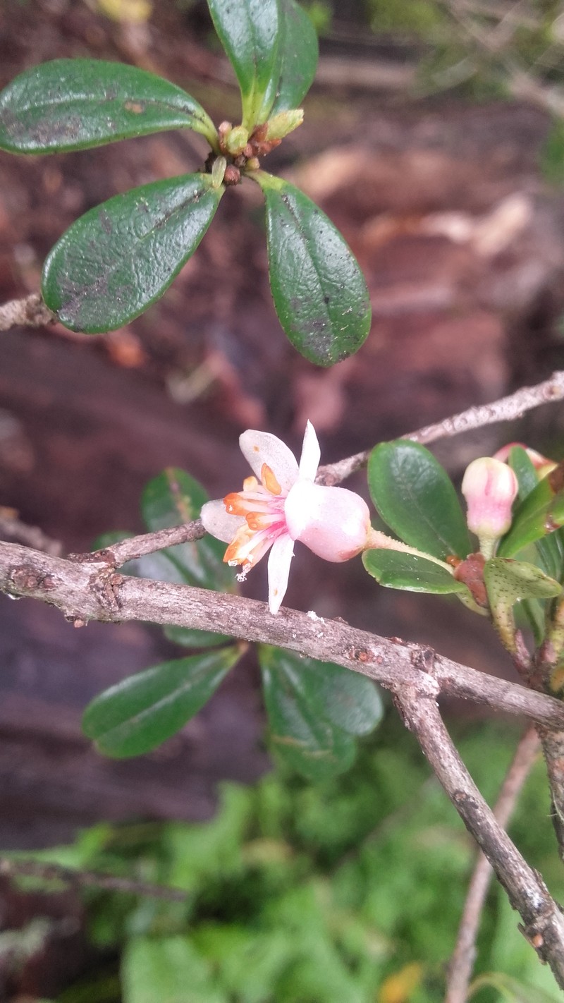 Rhododendron vaccinioides photo 6