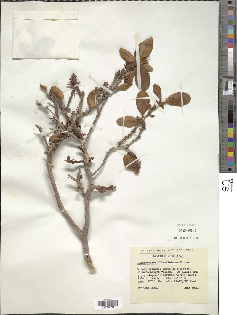 Rhododendron valentinianum photo 3
