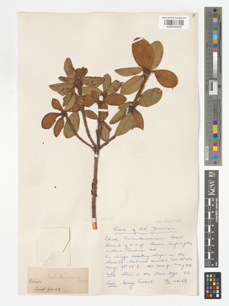 Rhododendron valentinianum photo 5