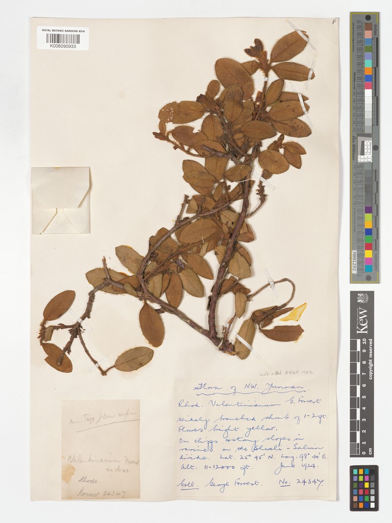 Rhododendron valentinianum photo 6