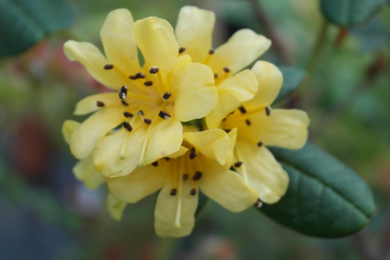 Rhododendron valentinianum var. oblongilobatum
