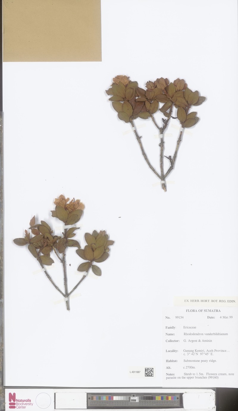 Rhododendron vanderbiltianum