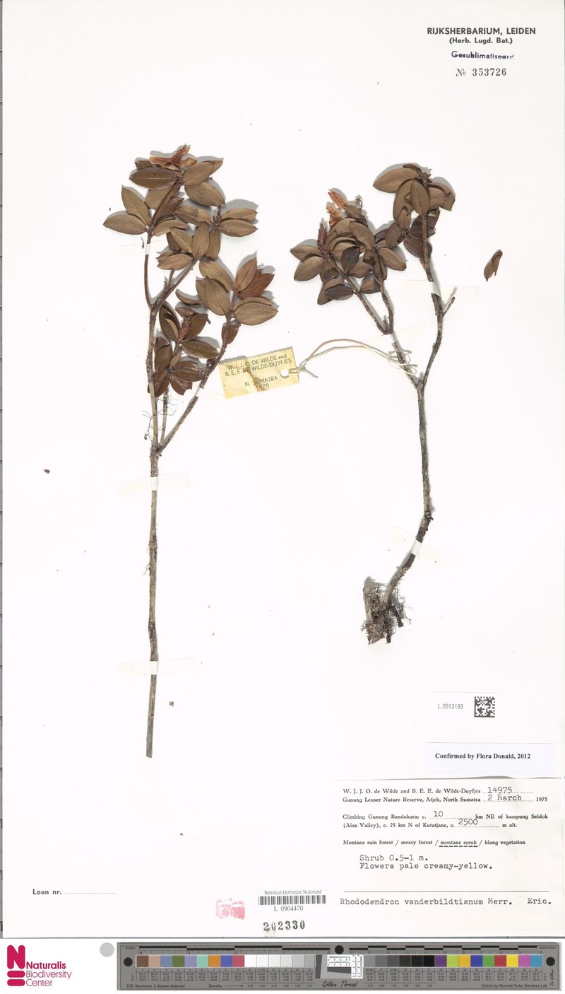 Rhododendron vanderbiltianum photo 3