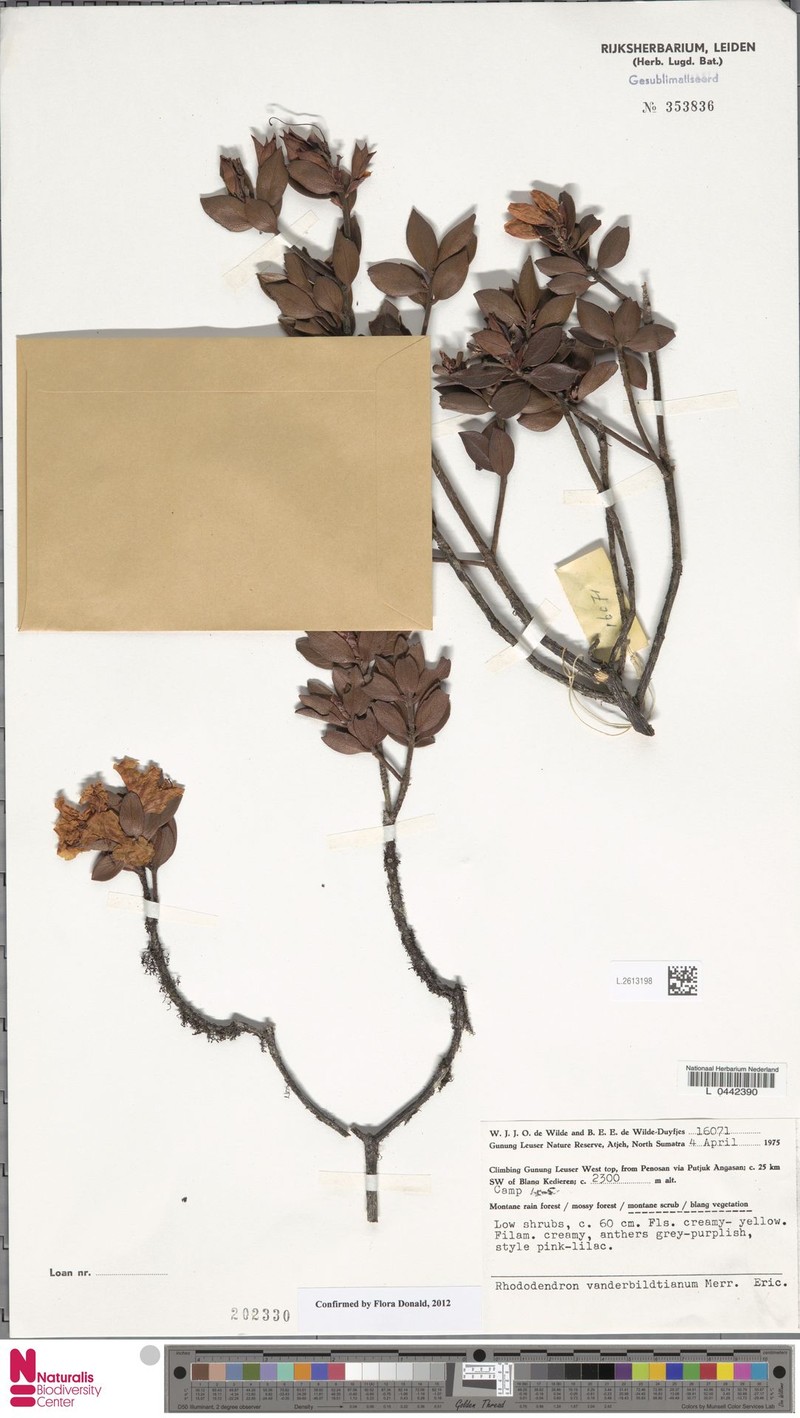 Rhododendron vanderbiltianum photo 5