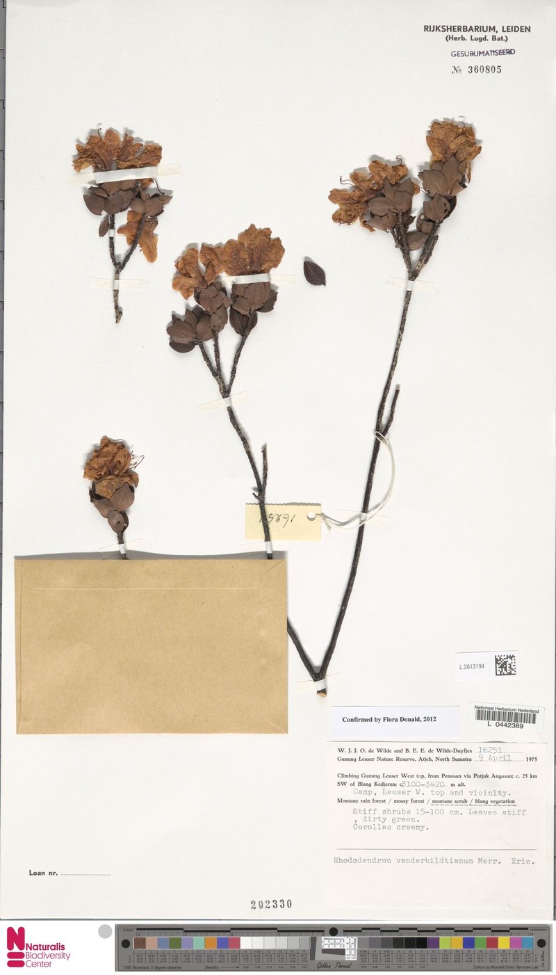Rhododendron vanderbiltianum photo 6