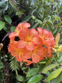 Rhododendron vanvuurenii