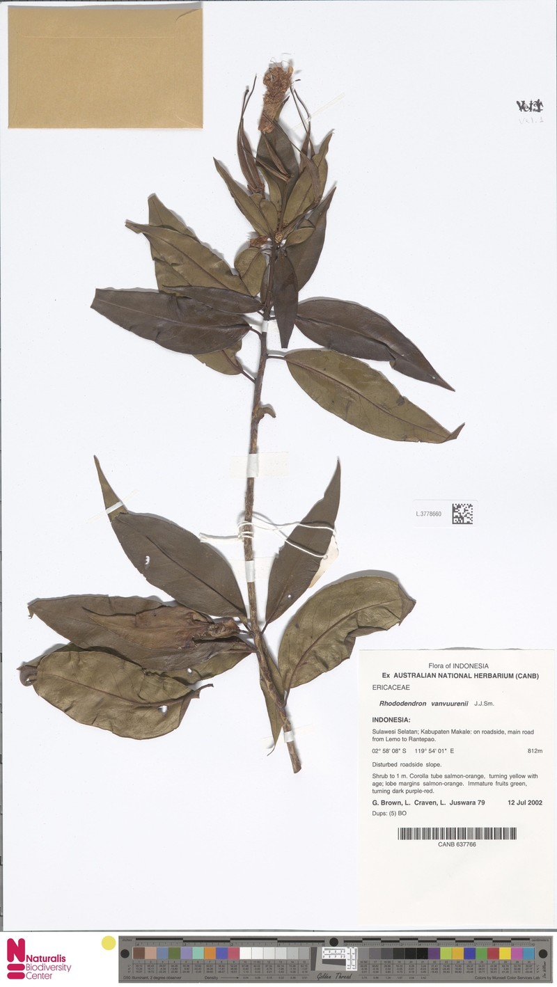 Rhododendron vanvuurenii photo 3