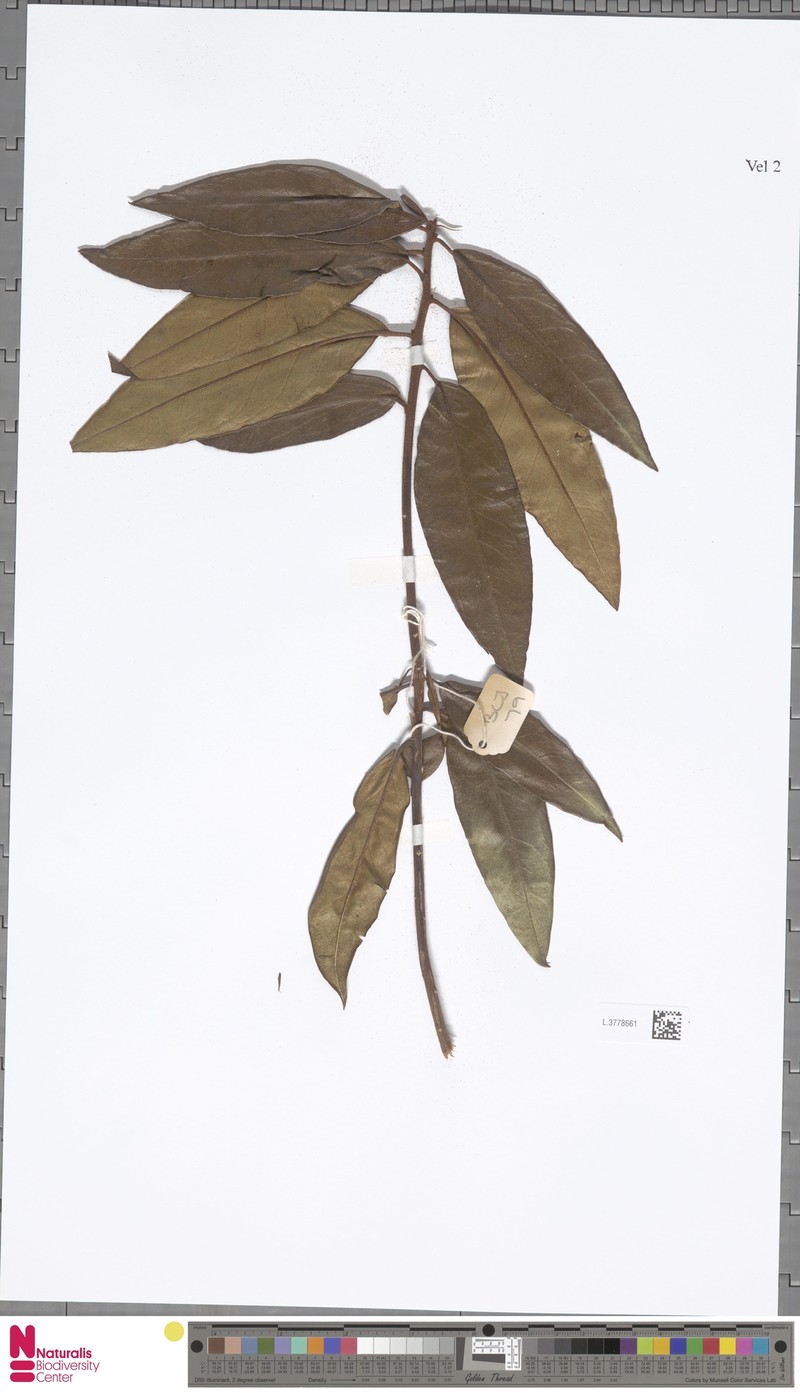Rhododendron vanvuurenii photo 5
