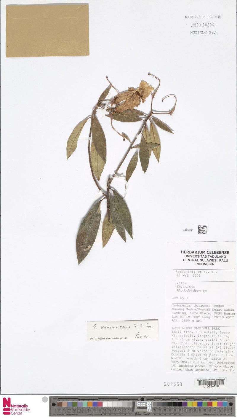 Rhododendron vanvuurenii photo 6