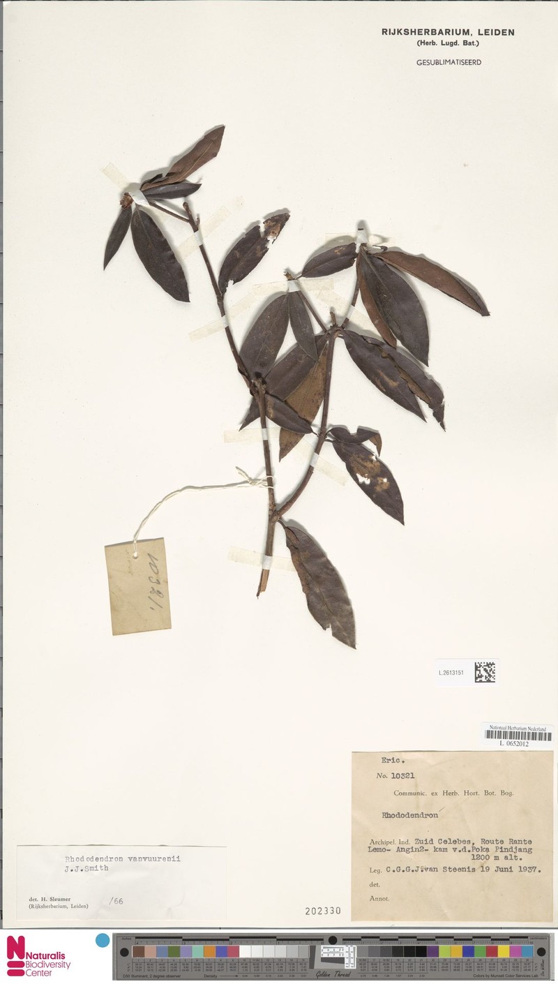 Rhododendron vanvuurenii photo 8
