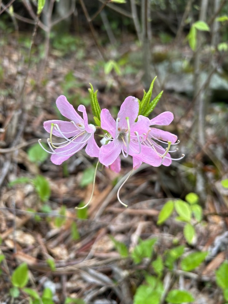 Pinkshell Azalea photo 2