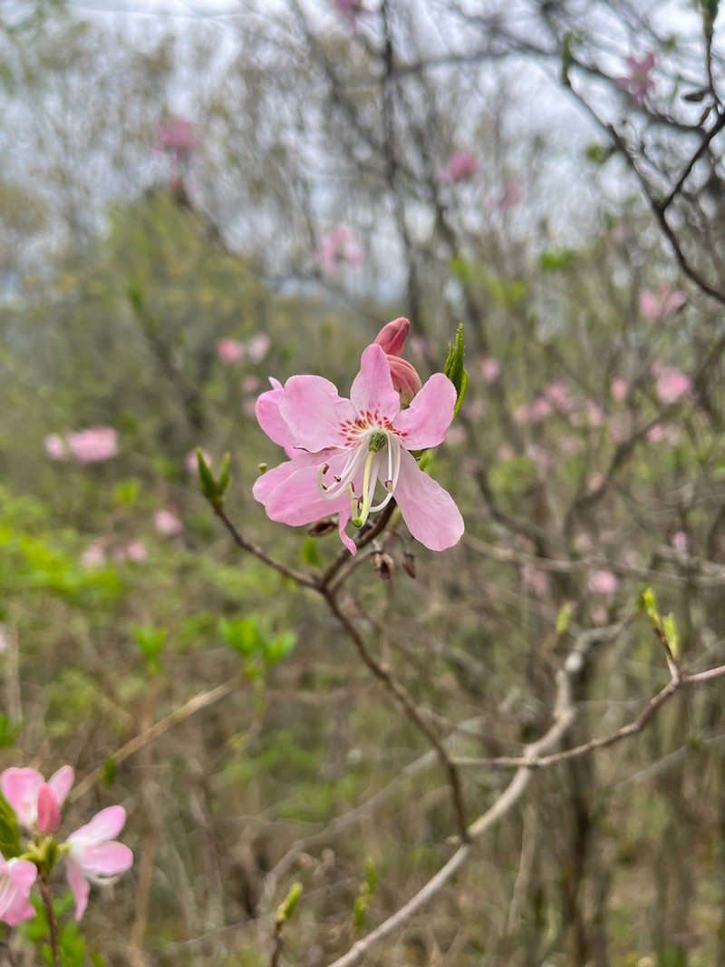 Pinkshell Azalea photo 3