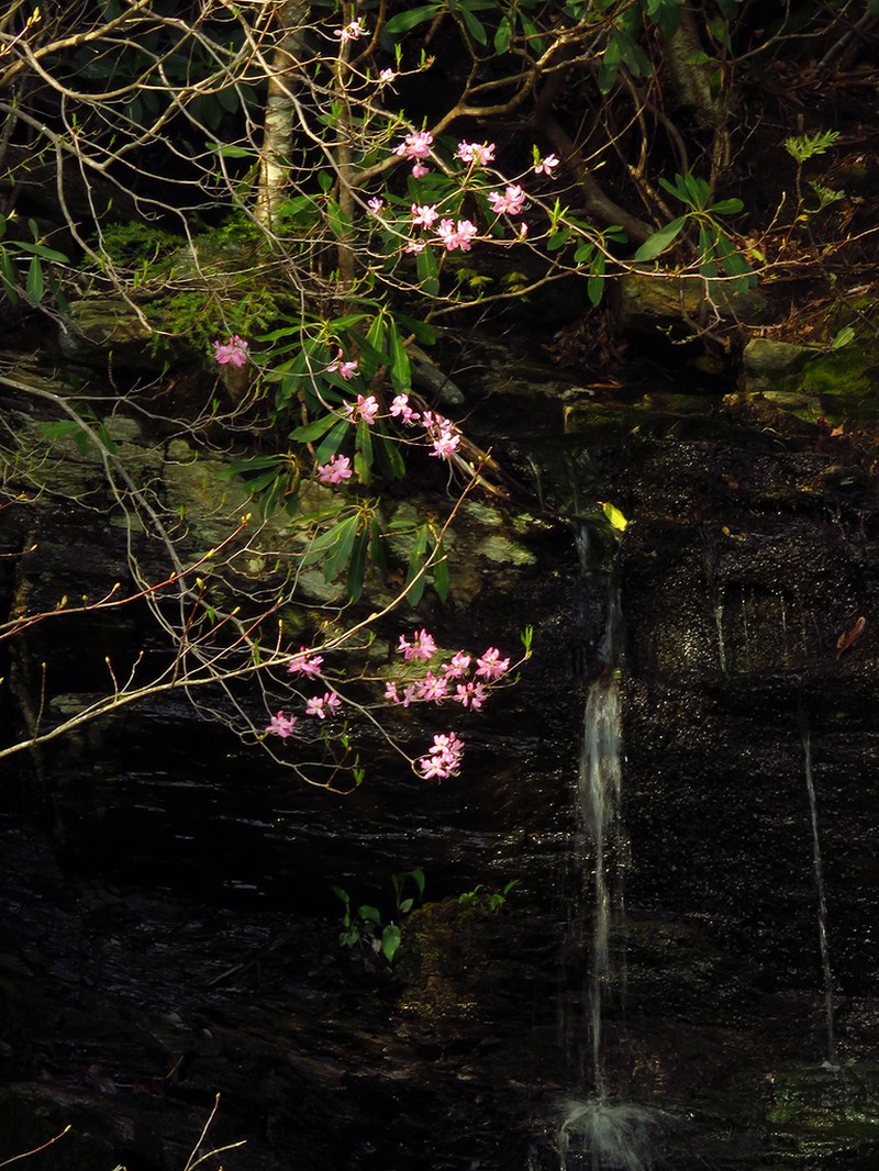 Pinkshell Azalea photo 4