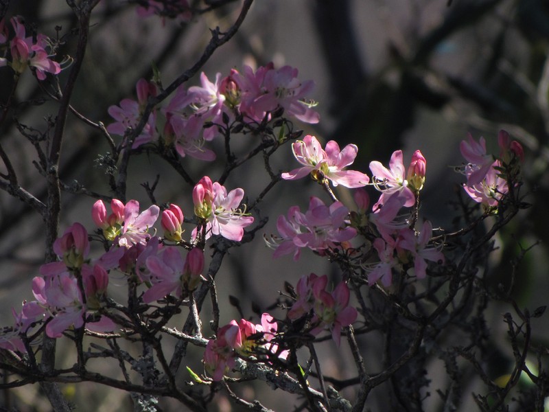 Pinkshell Azalea photo 5