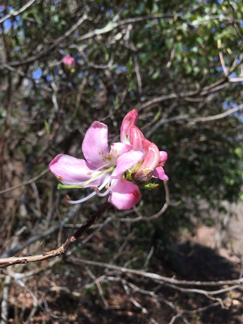 Pinkshell Azalea photo 6