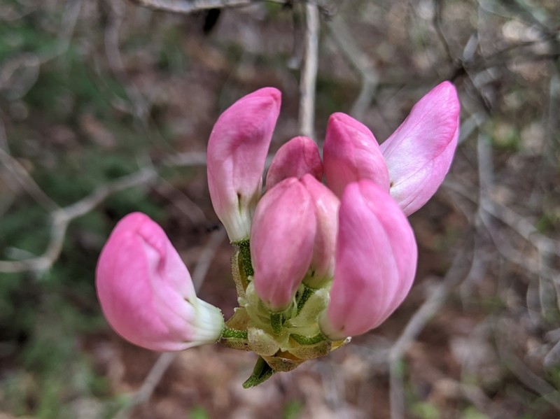 Pinkshell Azalea photo 7