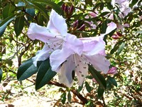 Rhododendron veitchianum