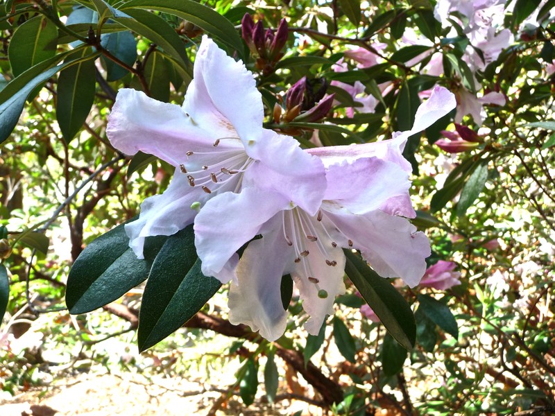 Rhododendron veitchianum