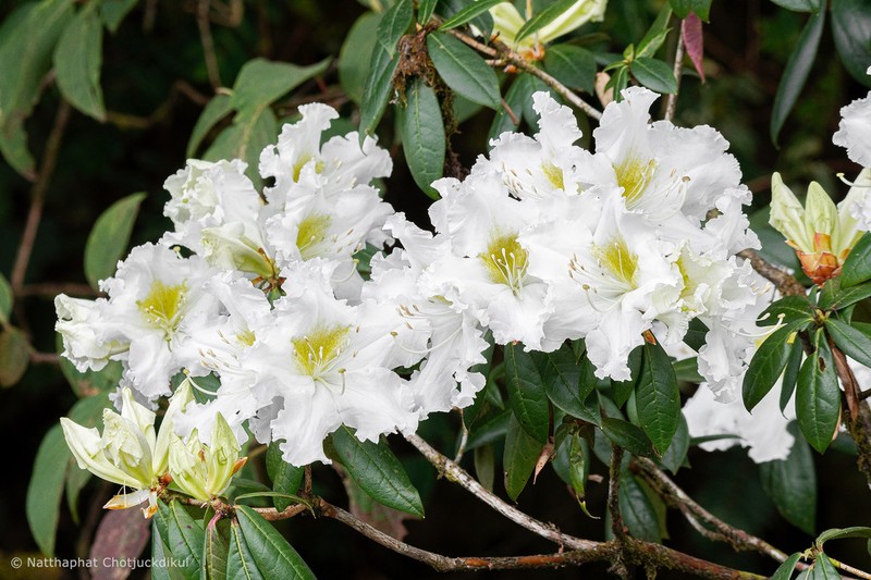 Rhododendron veitchianum photo 2