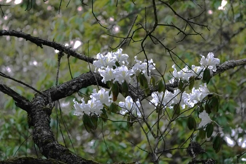 Rhododendron veitchianum photo 3
