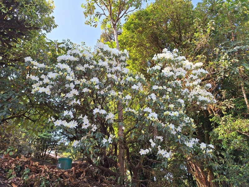 Rhododendron veitchianum photo 4