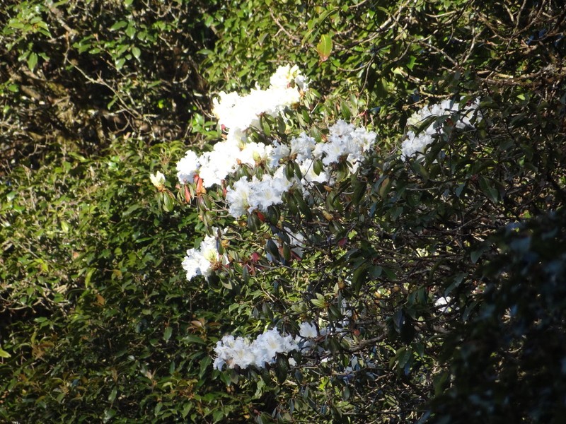 Rhododendron veitchianum photo 5