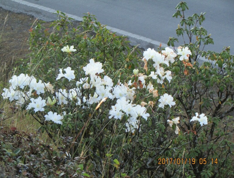 Rhododendron veitchianum photo 6