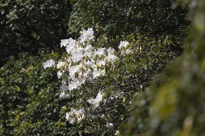 Rhododendron veitchianum photo 7