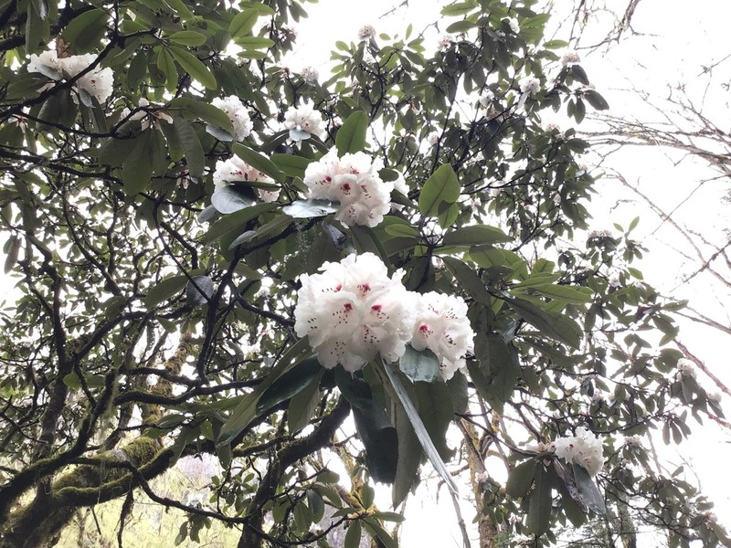 Rhododendron vellereum photo 2