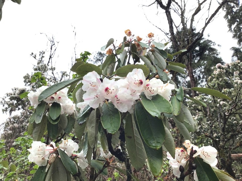 Rhododendron vellereum photo 3