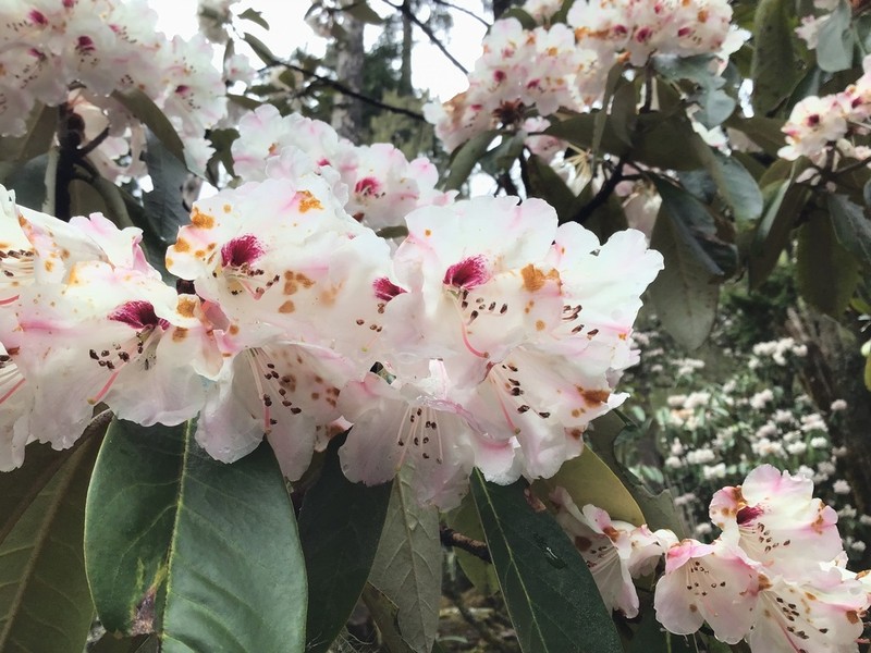 Rhododendron vellereum photo 4