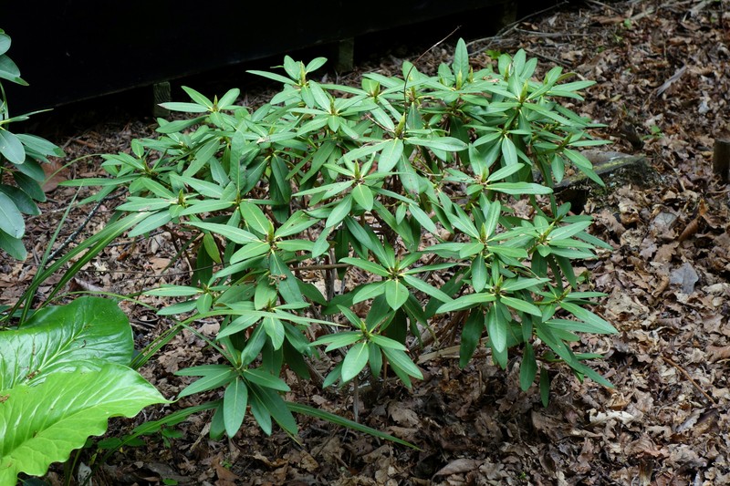 Rhododendron vellereum
