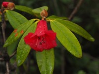 Rhododendron venator