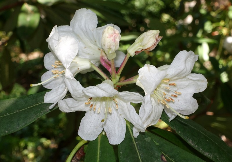 Rhododendron vernicosum