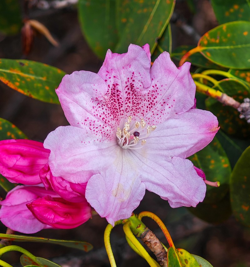 Rhododendron vernicosum photo 2