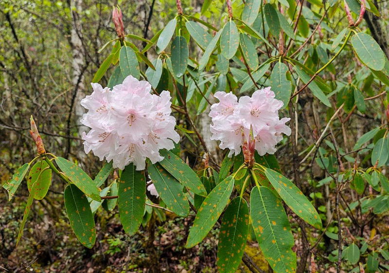 Rhododendron vernicosum photo 3