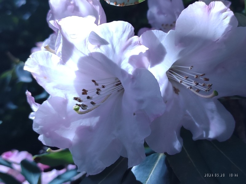 Rhododendron vernicosum photo 4