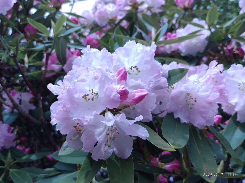Rhododendron vernicosum photo 5