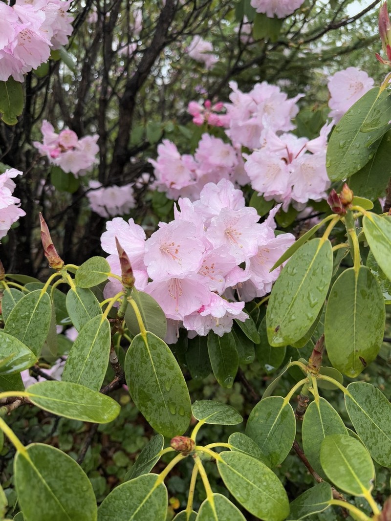Rhododendron vernicosum photo 6