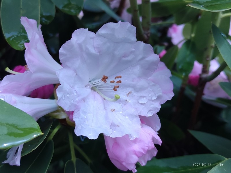 Rhododendron vernicosum photo 7